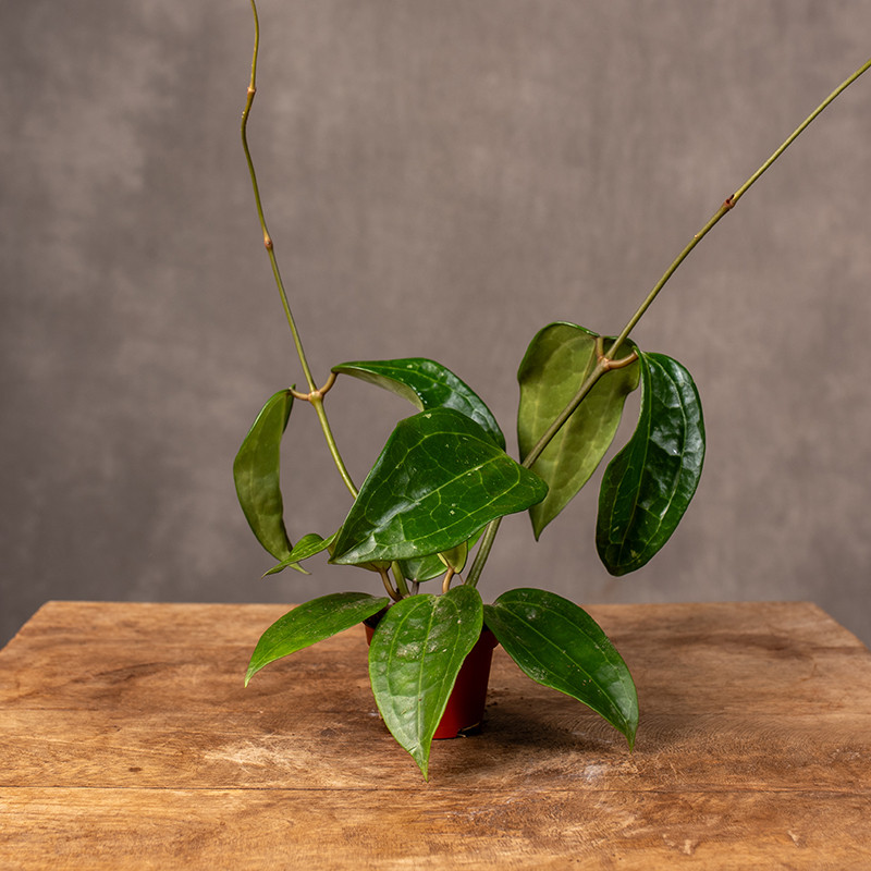 Hoja 'Mount Rimau' | Mini