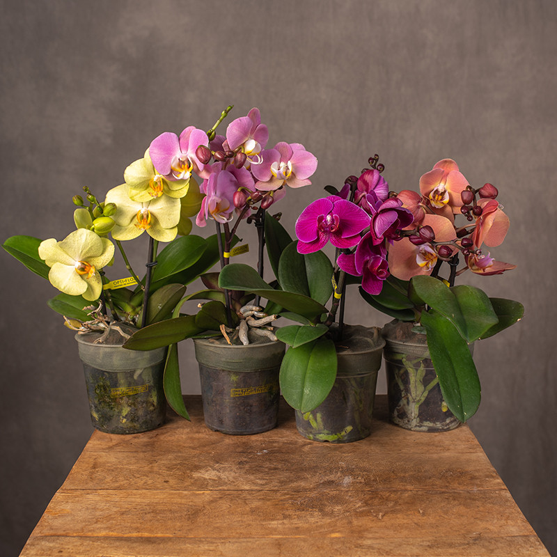 Storczyk niski MIX Kolorów