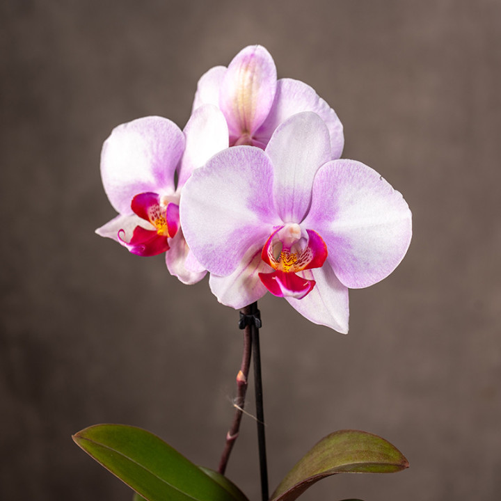 Storczyk miniaturka | Phalaenopsis sp.