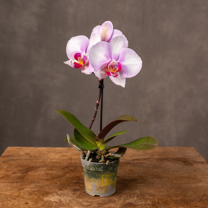 Storczyk miniaturka | Phalaenopsis sp.