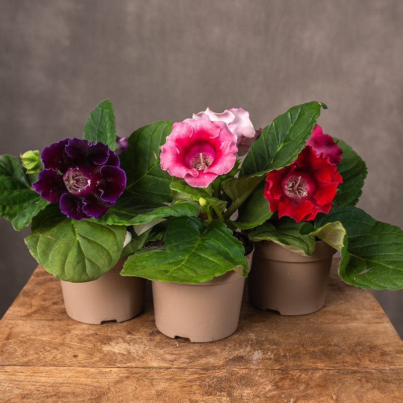 Gloksynia | Sinningia