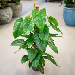 Filodendron 'Emerald Queen' | Tomaszewski