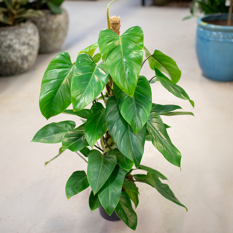 Filodendron 'Emerald Queen'...