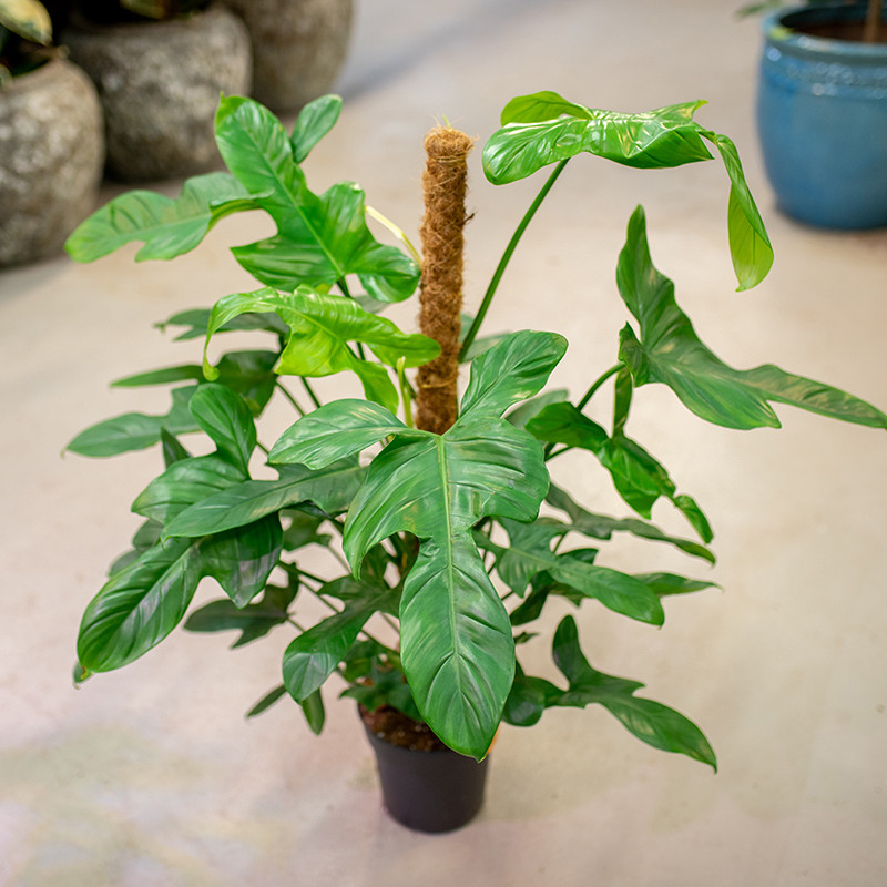 Filodendron 'Silver Violin'...