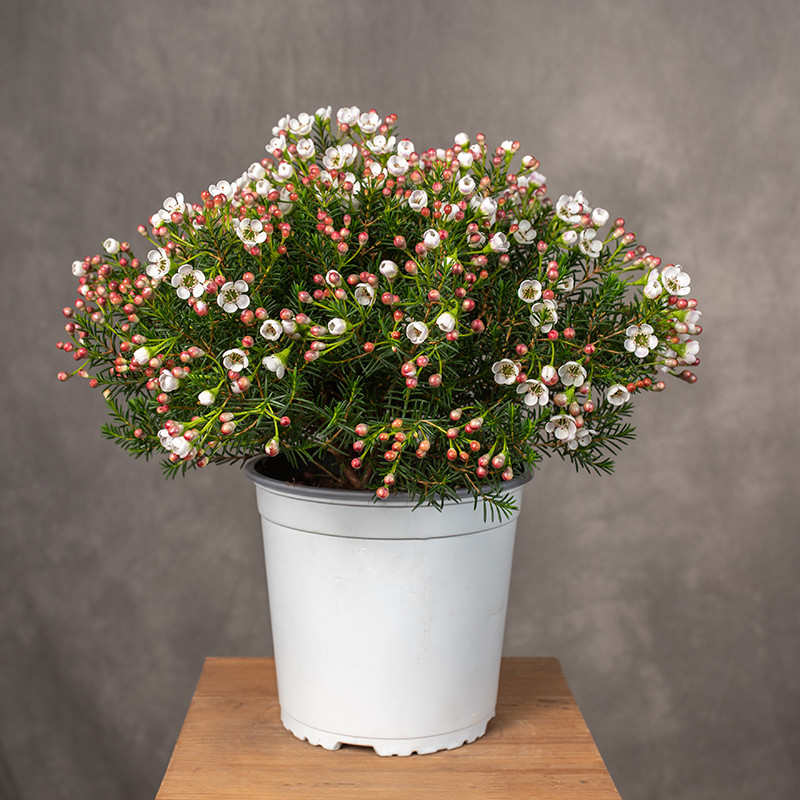 Chamelaucium - Woskówka |...