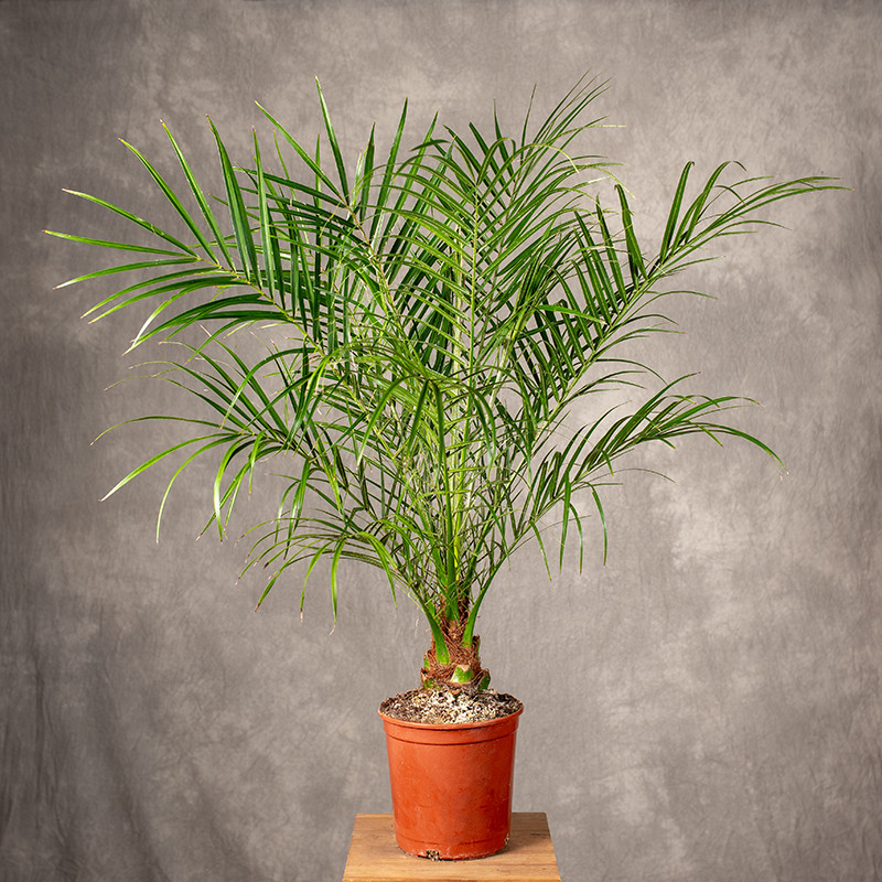 Daktylowiec karłowaty