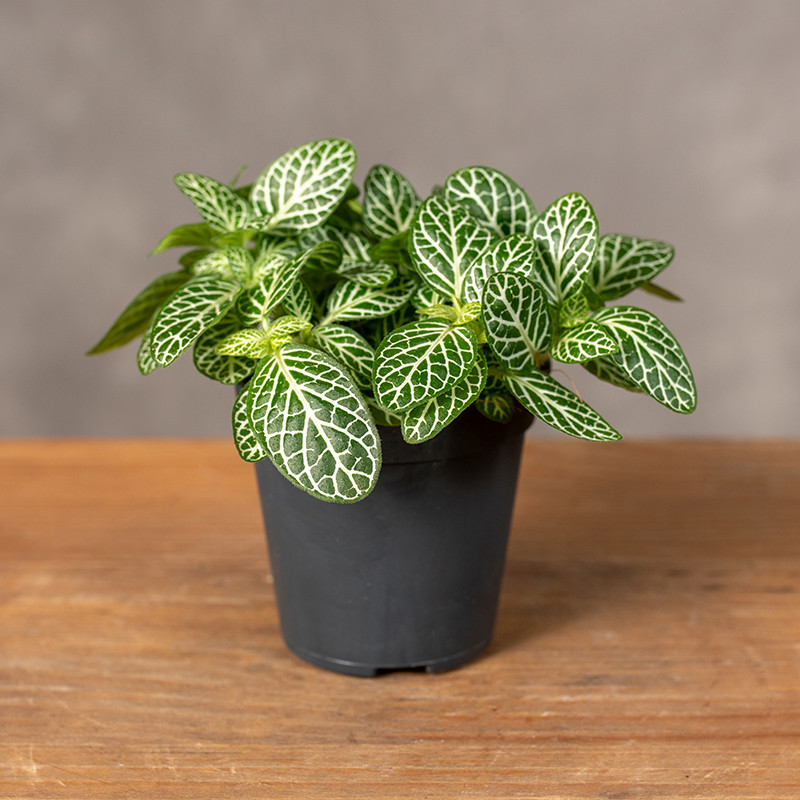 Fittonia zielona | Mini