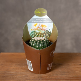 Notocactus uebelmannianus inermis | Kaktus