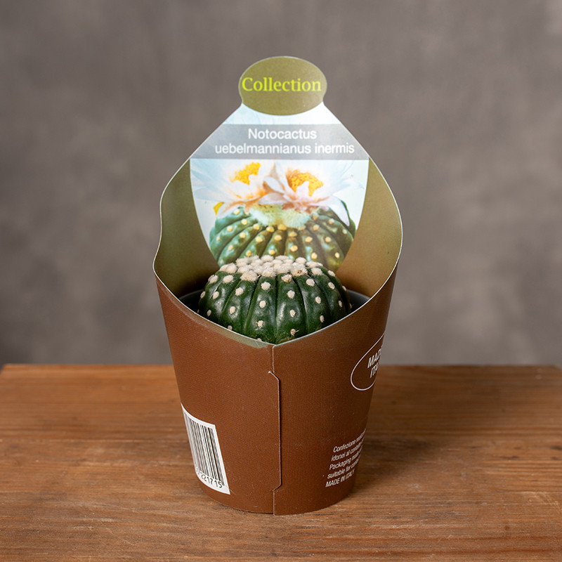 Notocactus uebelmannianus...