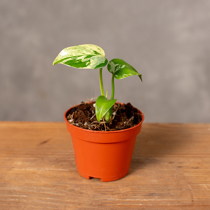 Monstera 'Bulbasaur' | Mini