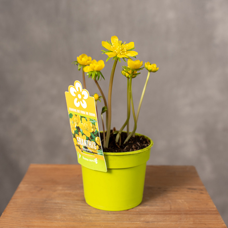 Rannik zimowy | Mały