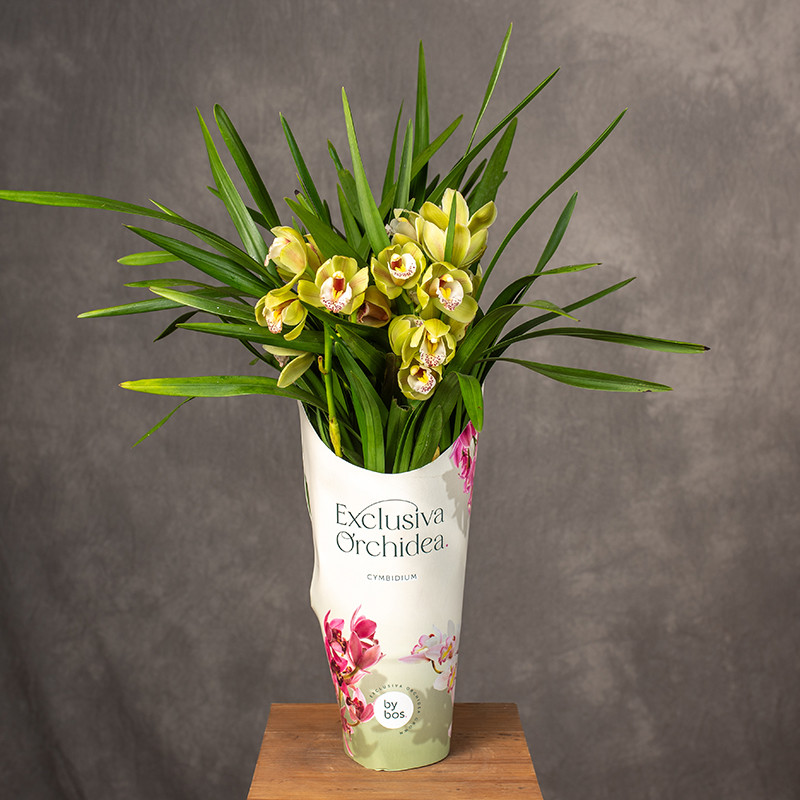 Storczyk Cymbidium 'Mint...