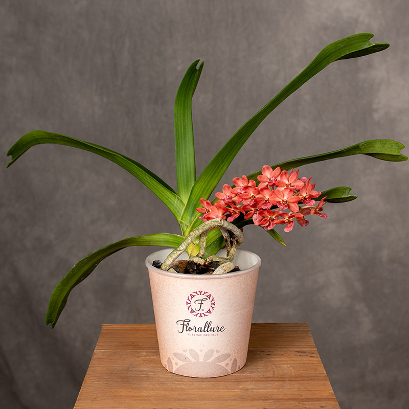 Storczyk Rhynchostylis...