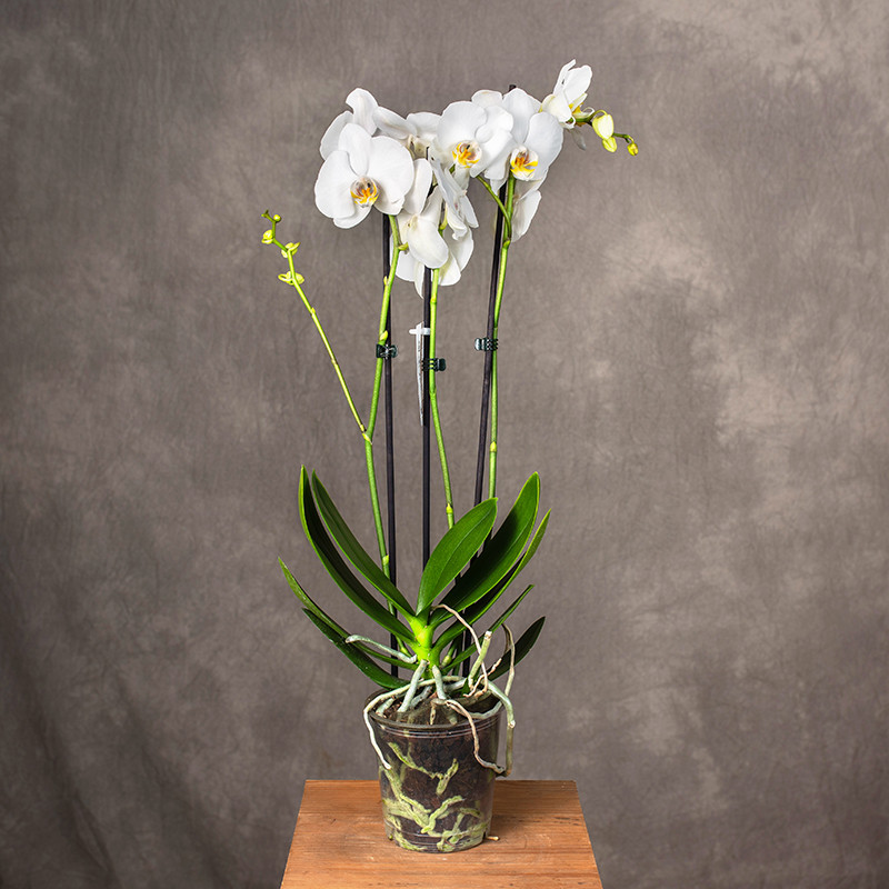 Storczyk biały | 3-pędowy