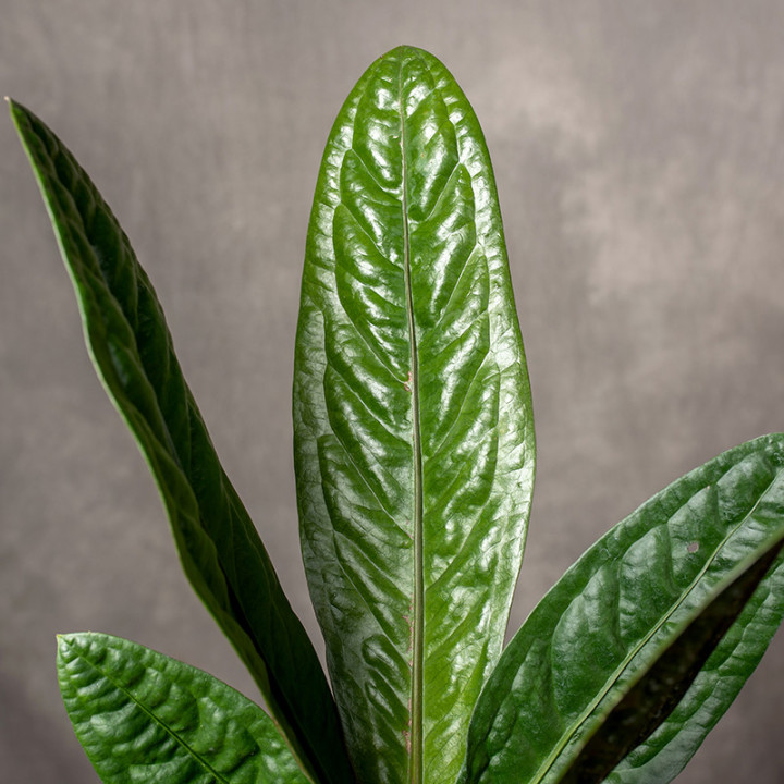 Anturium 'Superbum' | Tomaszewski