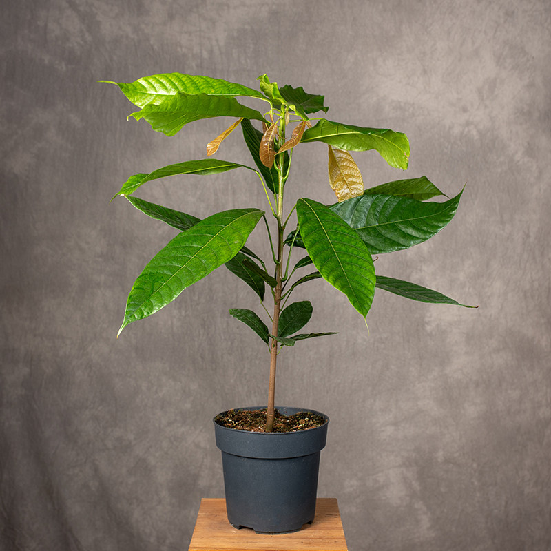 Kakaowiec właściwy