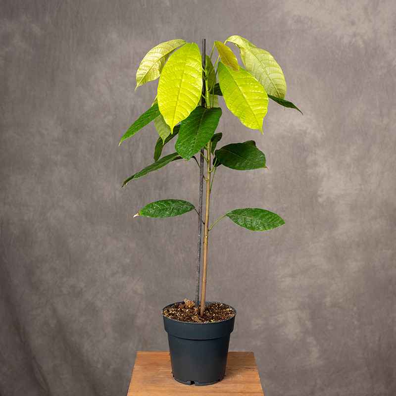 Kakaowiec właściwy | Mały