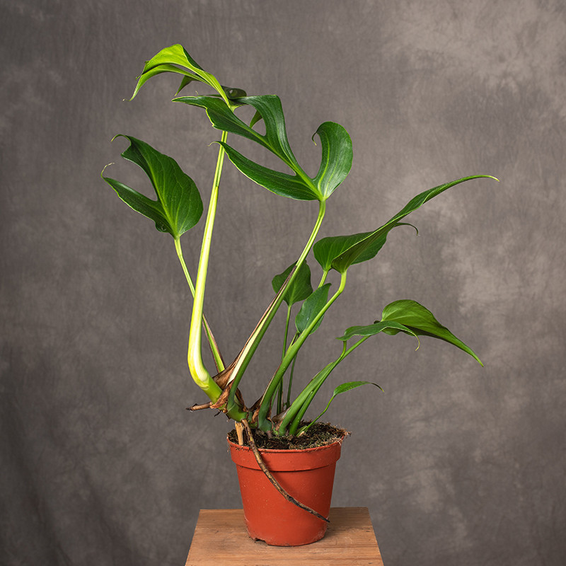 Monstera 'Burle Marx Flame'