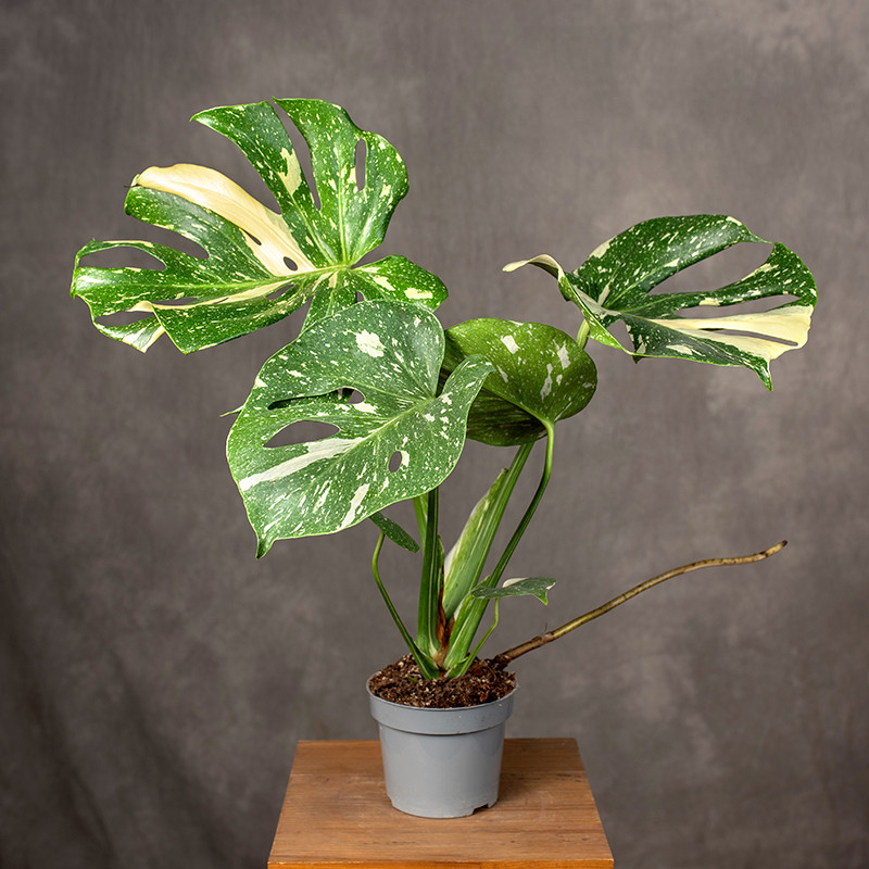 Monstera 'Thai...