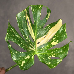 Monstera 'Thai Constellation' | Tomaszewski