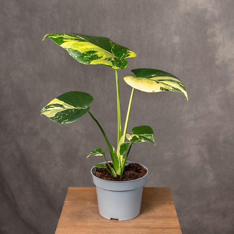 Monstera deliciosa 'Aurea'...