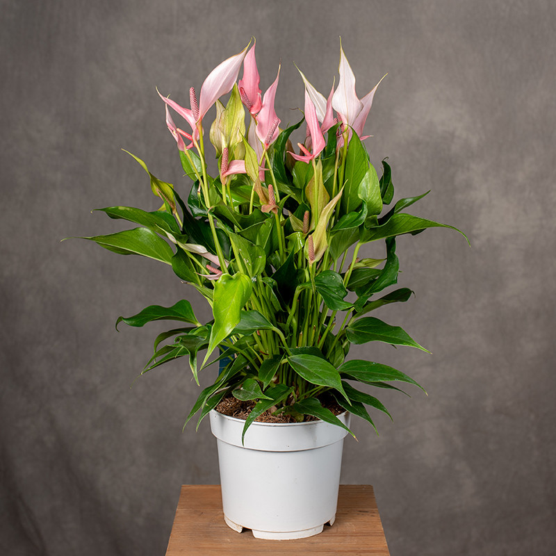 Anturium 'Lilli Pink' | Duże