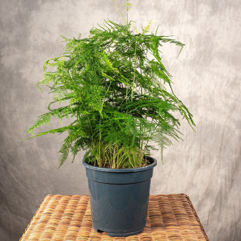 Szparag pierzasty | Duży