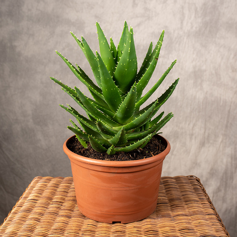 Aloes mitriformis | Duży