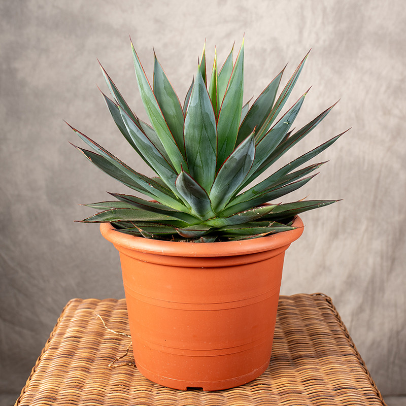 Agawa 'Shaka Zulu' | Duża