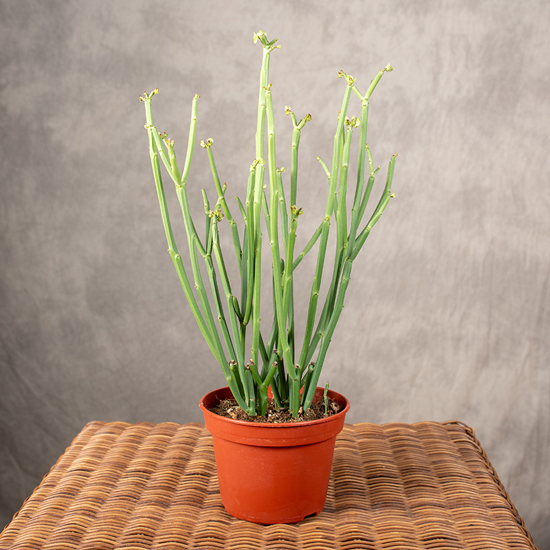 Euphorbia phosphorea |...