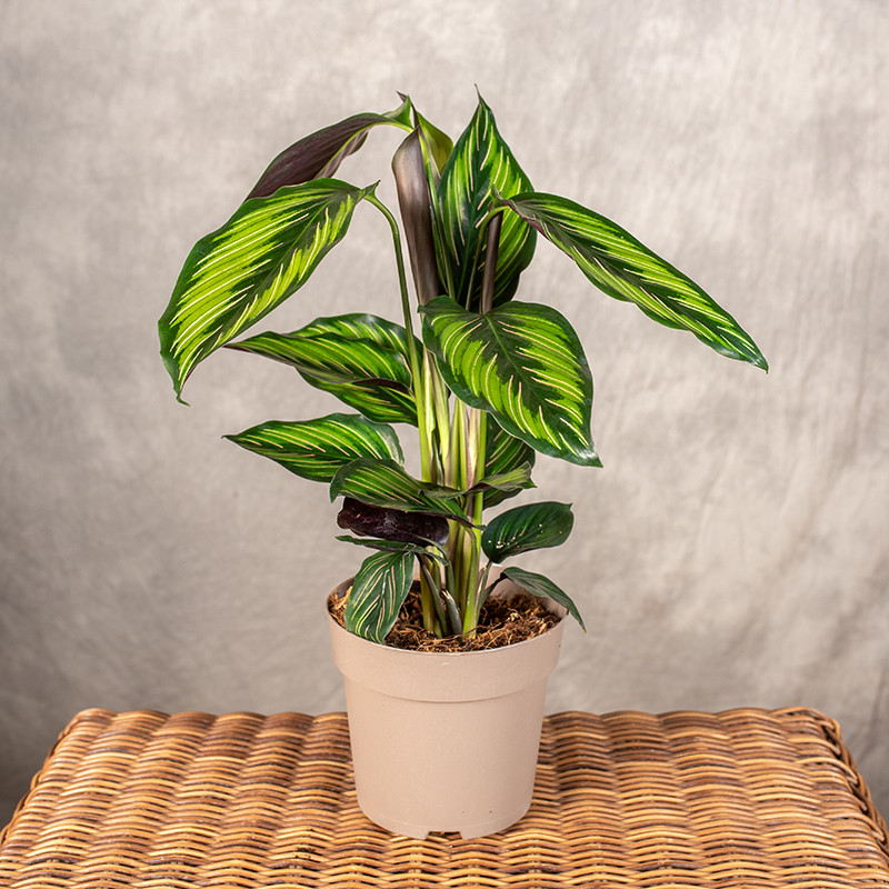 Kalatea 'Beauty Star'