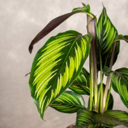Kalatea 'Beauty Star'