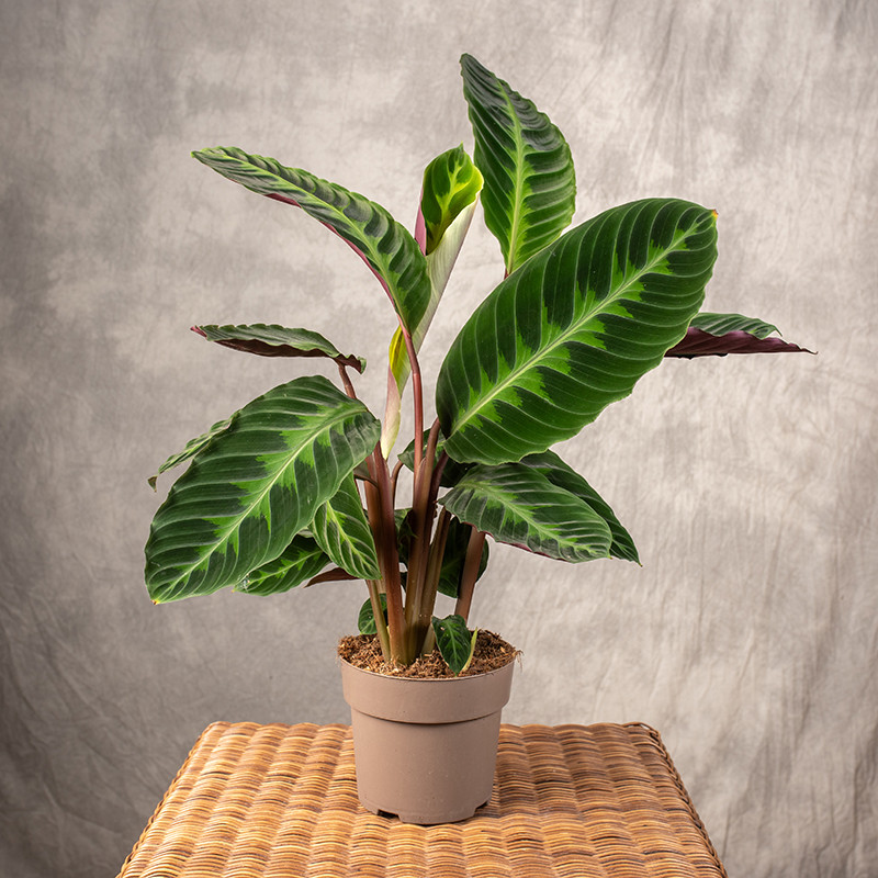 Kalatea warscewiczii