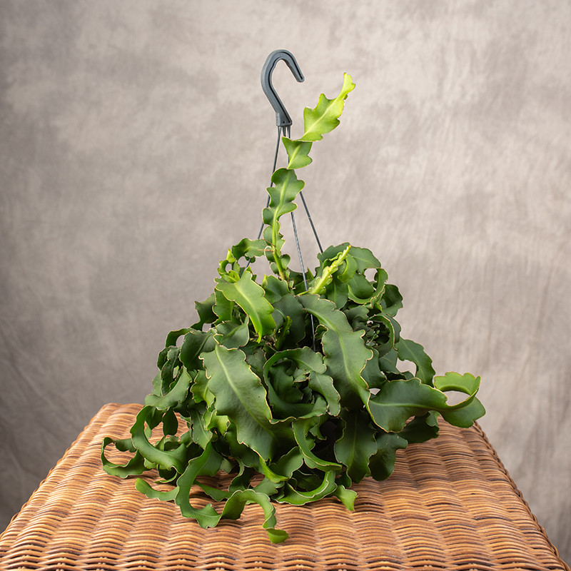 Epiphyllum guatemalense f....