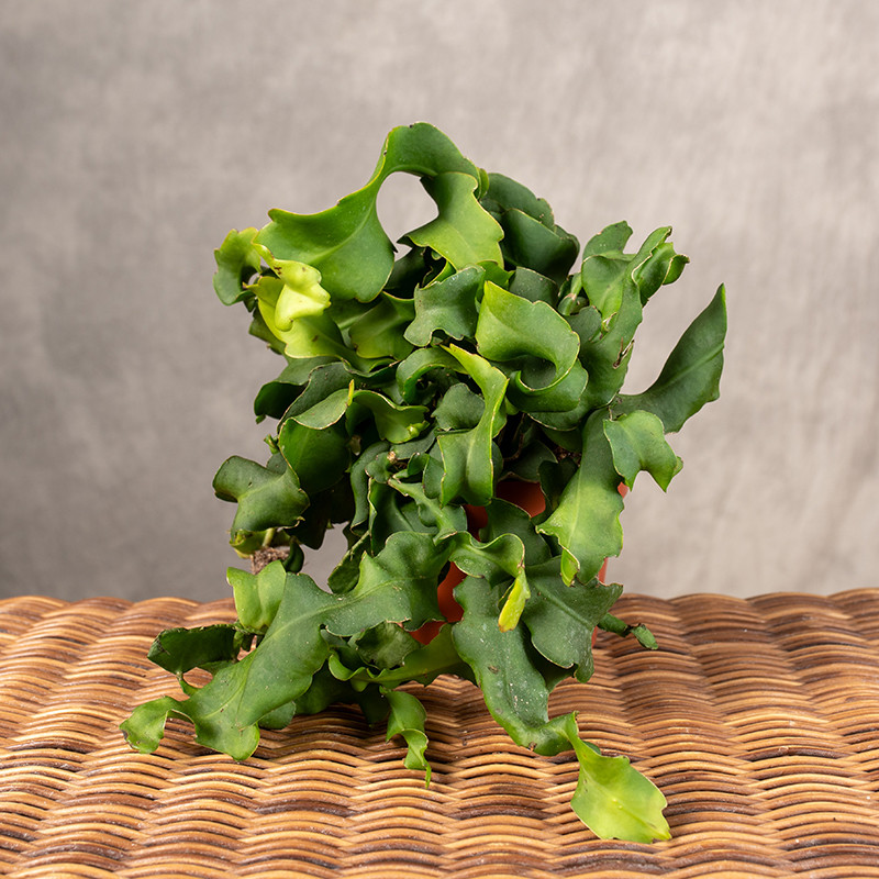 Epiphyllum guatemalense f....