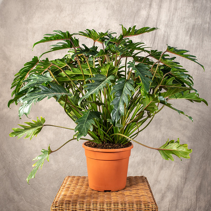 Filodendron xanadu | Cudnolist