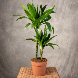 Dracena 'Janet Craig' 2-pędowa | Tomaszewski