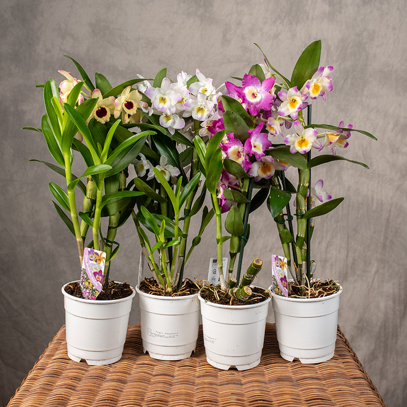 Dendrobium szlachetne | MIX...