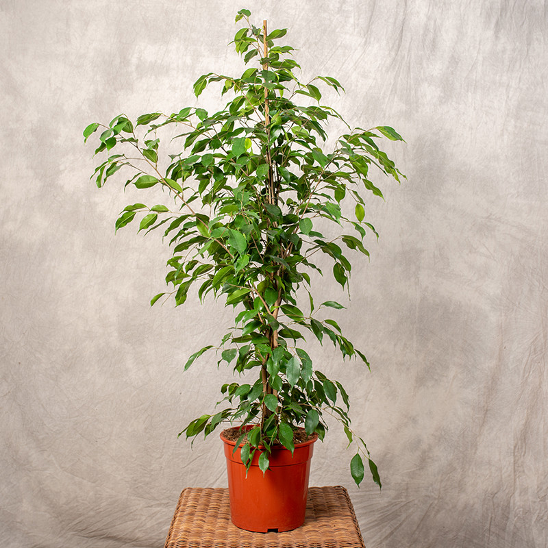 Fikus 'Exotica' | Duży