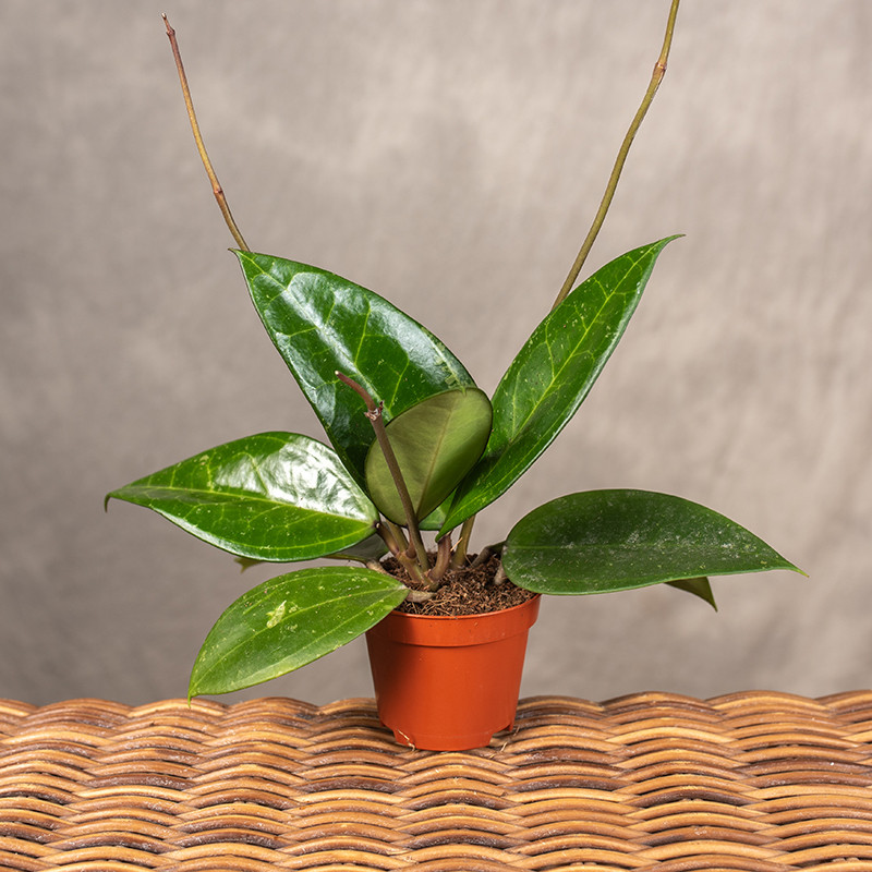 Hoja 'Verticillata hijau'