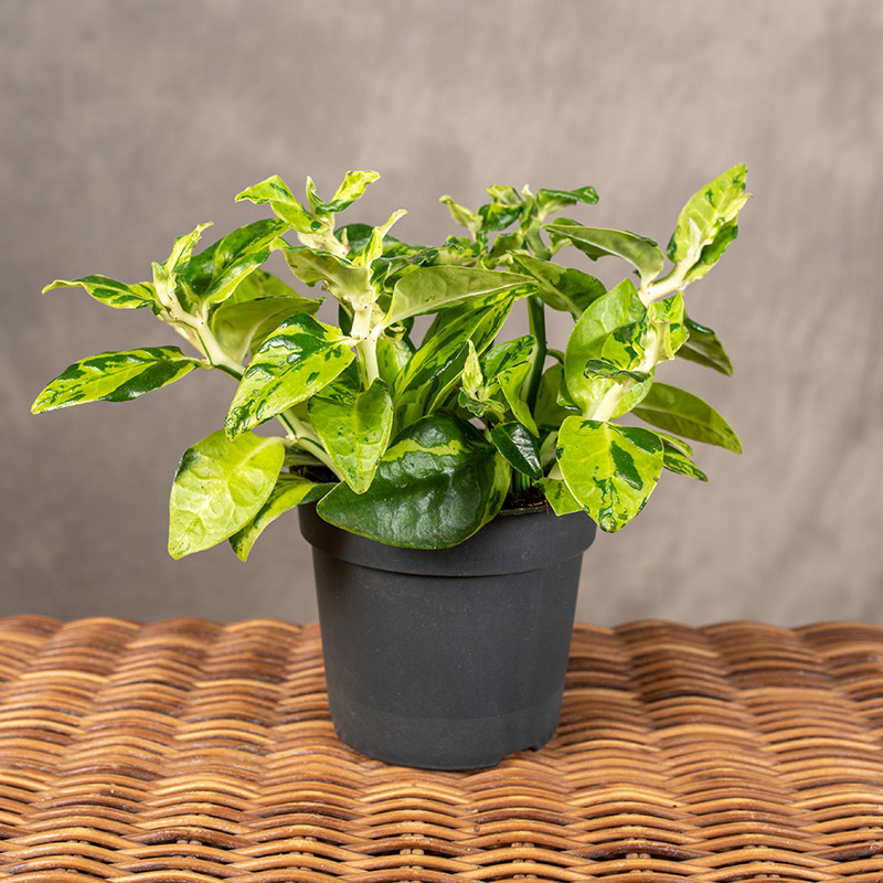 Kręgosłup diabła |...