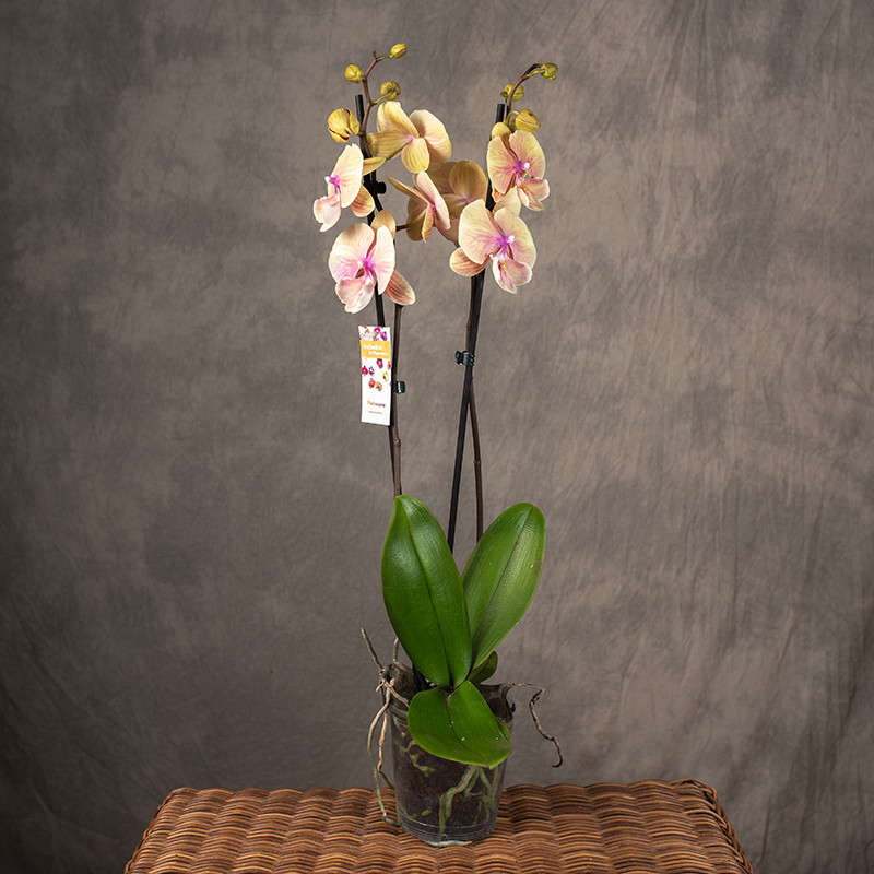 Storczyk żółto-różowy |...