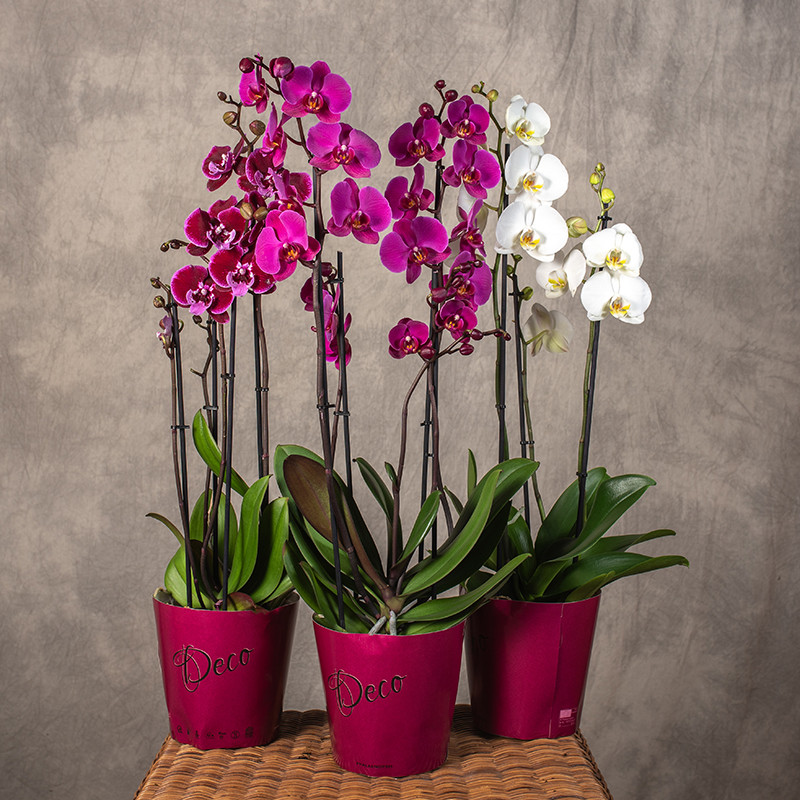 Storczyk duży | Mix kolorów