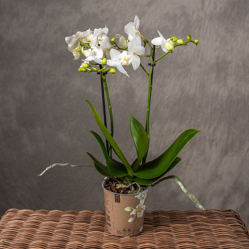 Storczyk Multiflora biały |...