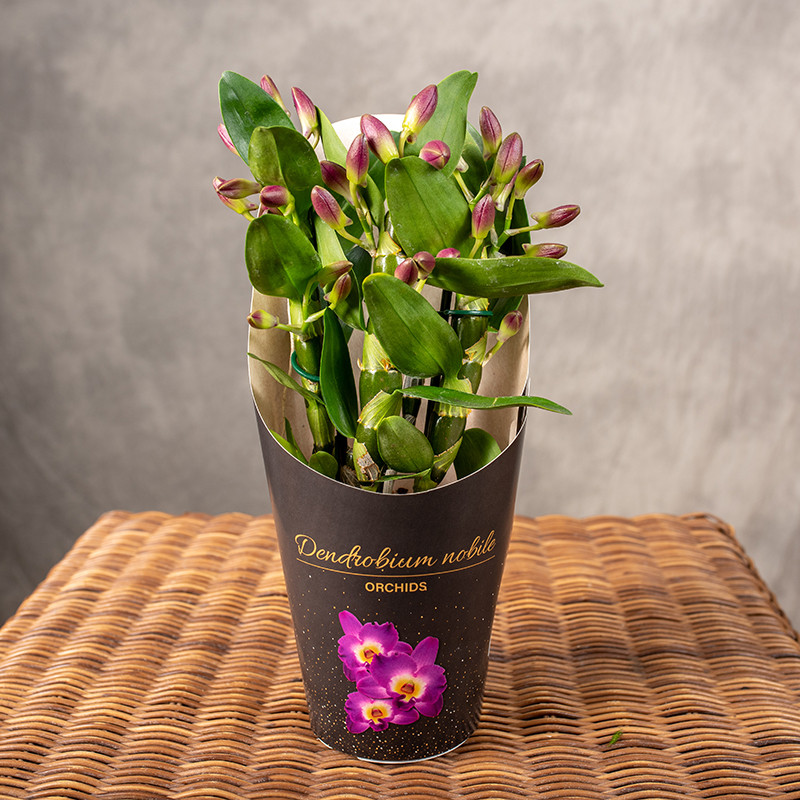 Dendrobium nobile 'Bouquet...
