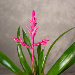 Guzmania 'Claire' | Tomaszewski