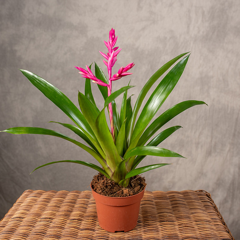 Guzmania 'Claire'