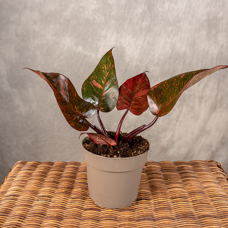 Filodendron 'Orange Princess'