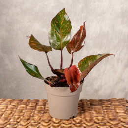 Filodendron 'Orange Princess' | Tomaszewski