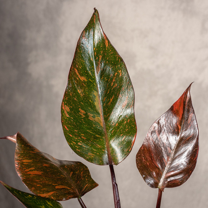 Filodendron 'Orange Princess' | Tomaszewski